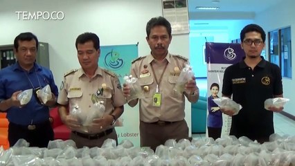 DIGAGALKAN PENYELUNDUPAN BENIH LOBTER 3,2 MILIAR DI BANDARA SOEKARNO-HATTA