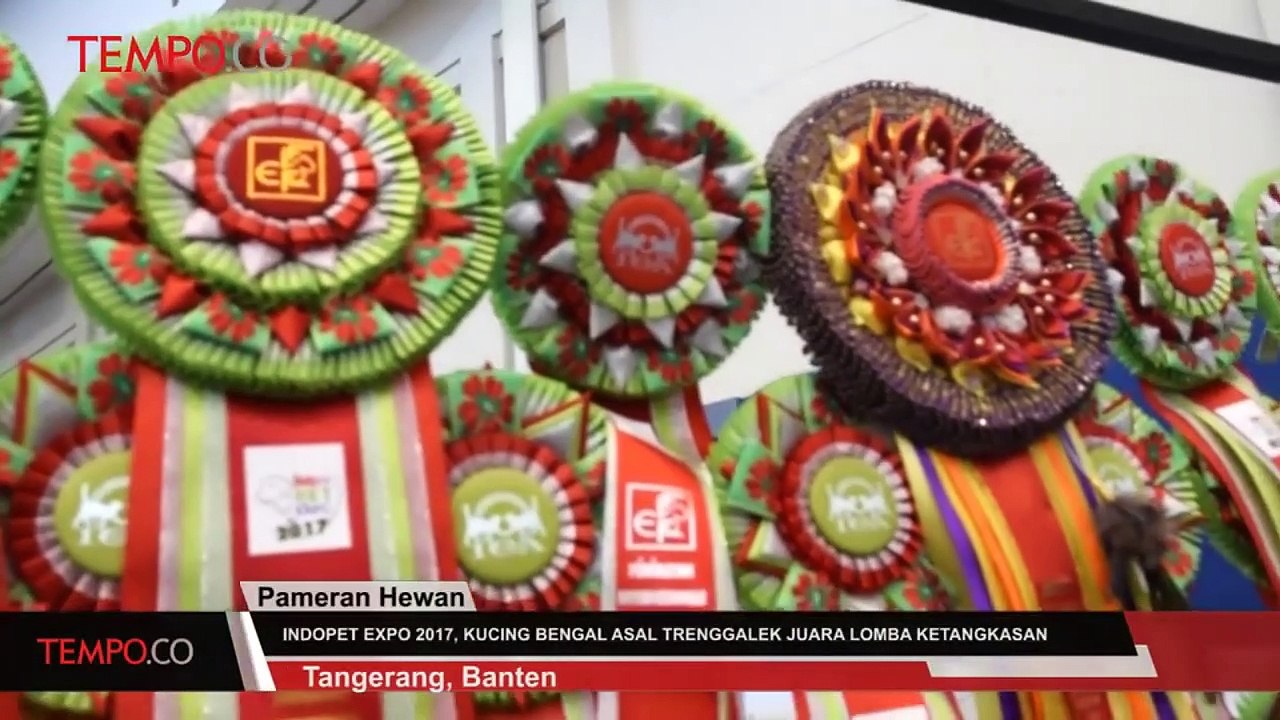 Indopet 2017, Kucing Bengal Asal Trenggalek Juara Lomba Ketangkasan