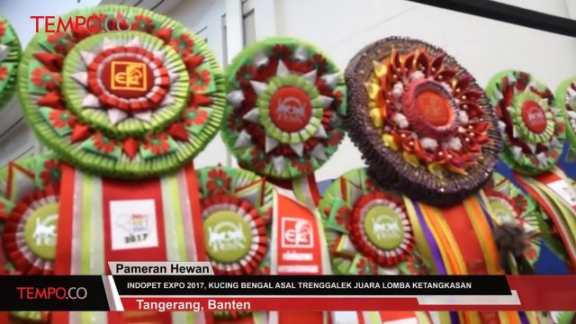 Indopet 2017, Kucing Bengal Asal Trenggalek Juara Lomba Ketangkasan