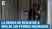 Rescatando a 100 perros hacinados en Ciudad de México