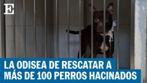 Rescatando a 100 perros hacinados en Ciudad de México
