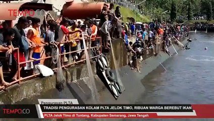 Tradisi Pengurasan Kolam PLTA Jelok Timo, Ribuan Warga Berebut Ikan