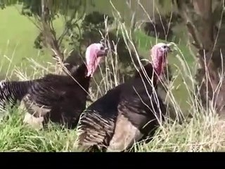 Turkey's Want a Turkey Sandwich