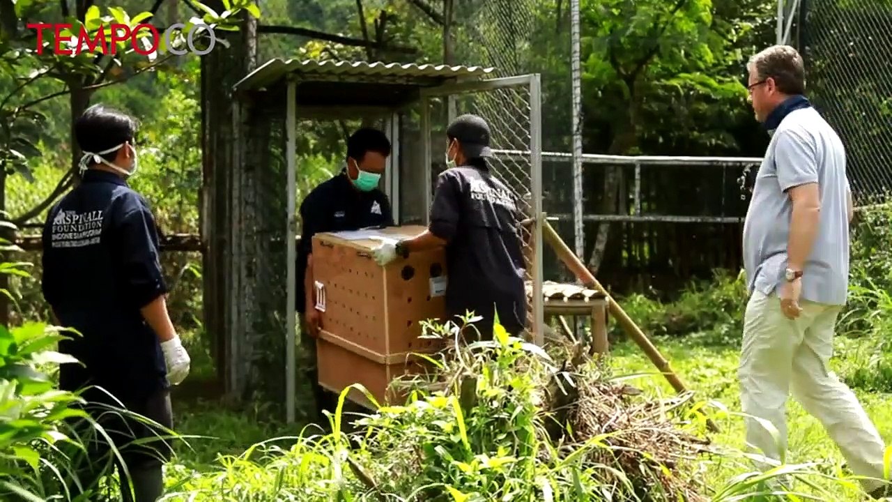 Tiga Lutung Jawa Asal Inggris Tiba di Javan Langur Center Batu