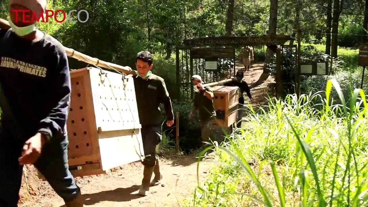 Akan Dilepasliarkan, Tiga Lutung Jawa Asal Inggris Dipulangkan