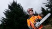 43ft tall ‘super spruce’ selected as Westminster Christmas tree to stand near Big Ben