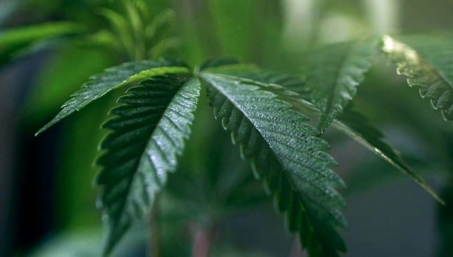 Planta de Cannabis - Imágenes de archivo