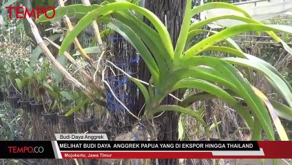 Melihat Budi Daya Anggrek Papua yang di Ekspor Hingga Thailand