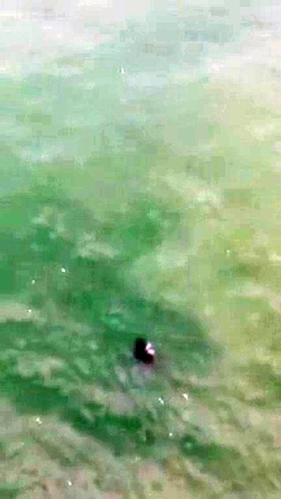 Mantarraya gigante es captada nadando cerca de una playa
