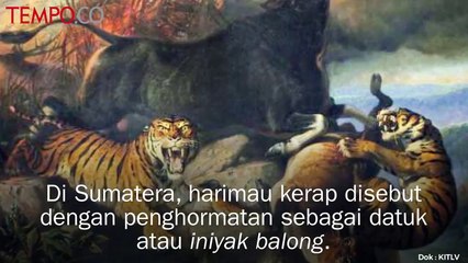 Harimau, Dihormati Lalu Diburu