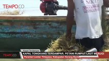 Kapal Tongkang Terdampar, Petani Rumput Laut Merugi