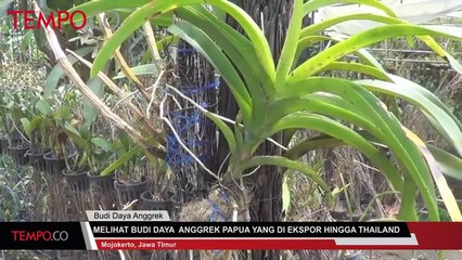 Melihat Budi Daya Anggrek Papua yang Diekspor ke Thailand