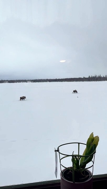 Five-Year-Old Mistakes Moose for Dinosaurs