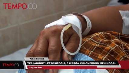 Terjangkit Leptosirosis, 6 Warga Kulon Progo Meninggal
