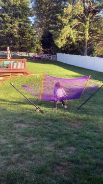 American Bully Dog Sits on Mom's Head in Hammock