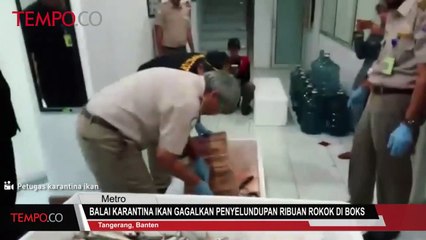 Balai Karantina Ikan Gagalkan Penyelundupan Ribuan Rokok di Boks