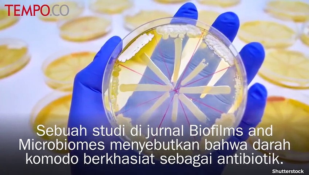 Khasiat Darah Komodo