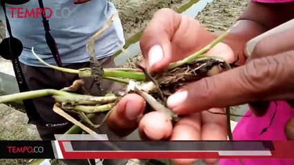 Terendam Banjir, Tanaman Bawang Merah Gagal Panen