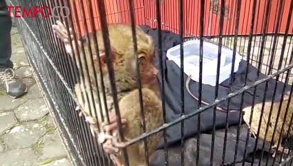 16 Satwa Langka Disita dari Resor Wisata di Bandung