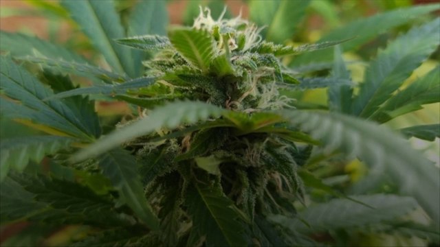 Congress Sends Its First Marijuana Bill to President Biden