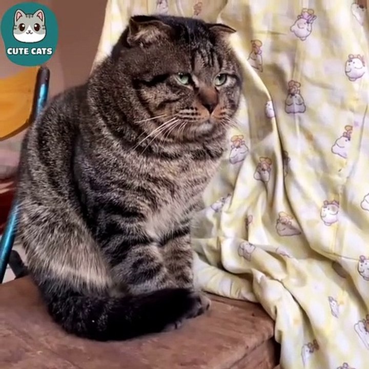 Cat's funny- cat's look sad