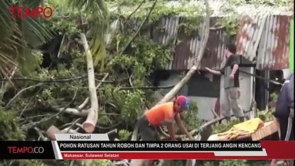 Pohon Berusia Ratusan Tahun Tumbang Dan Timpa 2 Orang Usai Di Terjang Angin Kencang