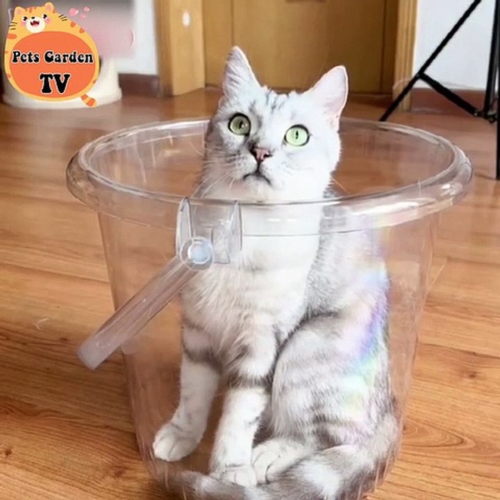 Cat's funny