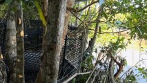 Researchers monitoring 'giant' crocodiles in Queensland's Prosperine River