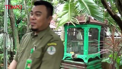 BKSDA Serang Amankan Siamang dan Jambul Kuning dari Warga