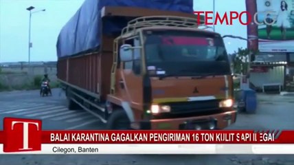 Balai Karantina Gagalkan Pengiriman 16 Ton Kulit Sapi Ilegal