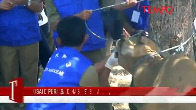 Usai Diperiksa Dinas Peternakan, 118 Sapi Tidak Layak Kurban