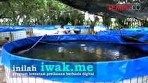 Iwak.me, Investasi Kolam Lele Berbasis Digital