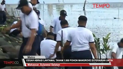 Cegah Abrasi Lantamal Tanam 1.000 Pohon Mangrove di Perairan Untia