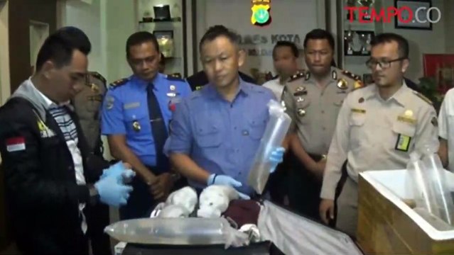 Polisi Berhasil Gagalkan Penyelundupan 1600 Benih Lobster Ke Singapura