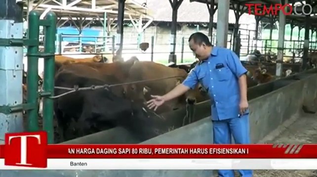 Inginkan Harga Daging Sapi 80 ribu, Pemerintah Harus Efisienkan Distribusi Sapi Import
