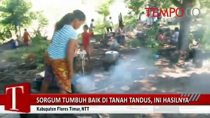 Sorgum Tumbuh Baik di Tanah Tandus, Ini Hasilnya