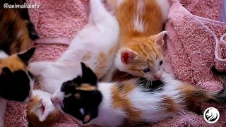 Full of cuteness - Kitten edition