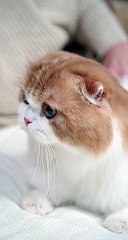 cute orange cat
