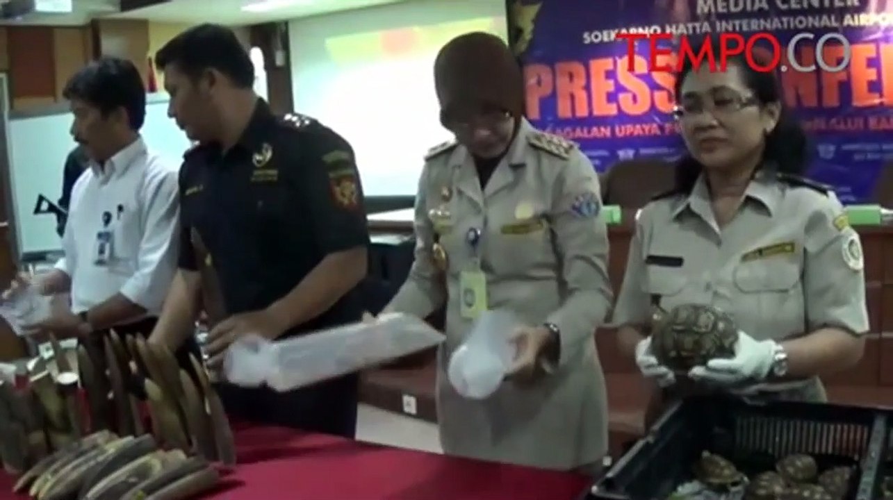 Digagalkan, Penyelundupan Ratusan Satwa Eksotis yang Dilindungi