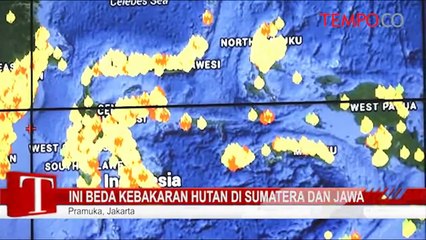 Ini Beda Kebakaran Hutan di Sumatera dan Jawa