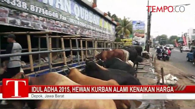 Idul Adha 2015, Hewan Kurban Alami Kenaikan Harga