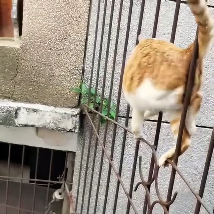 weird thing that cat do