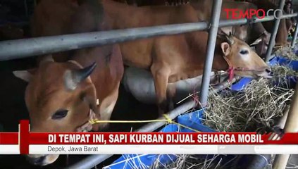 Di Tempat Ini, Sapi Kurban Dijual Seharga Mobil