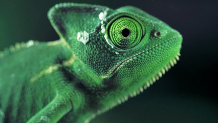 mixkit-green-vailed-chameleon-seen-from-one-side-1489-medium
