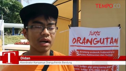 Tolak Eksploitasi, COP Kampanyekan Orangutan Bukan Mainan