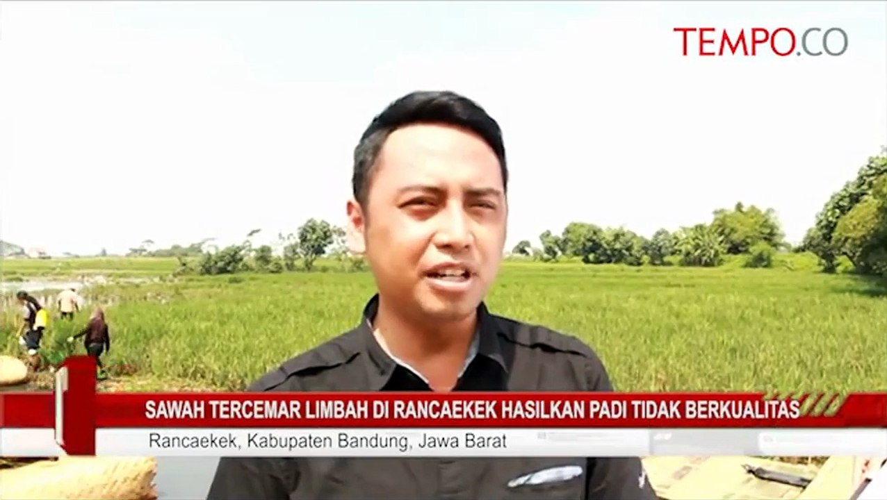 Sawah-Tercemar-Limbah-di-Rancaekek-Hasilkan-Padi-Tidak-Berkualitas.flv