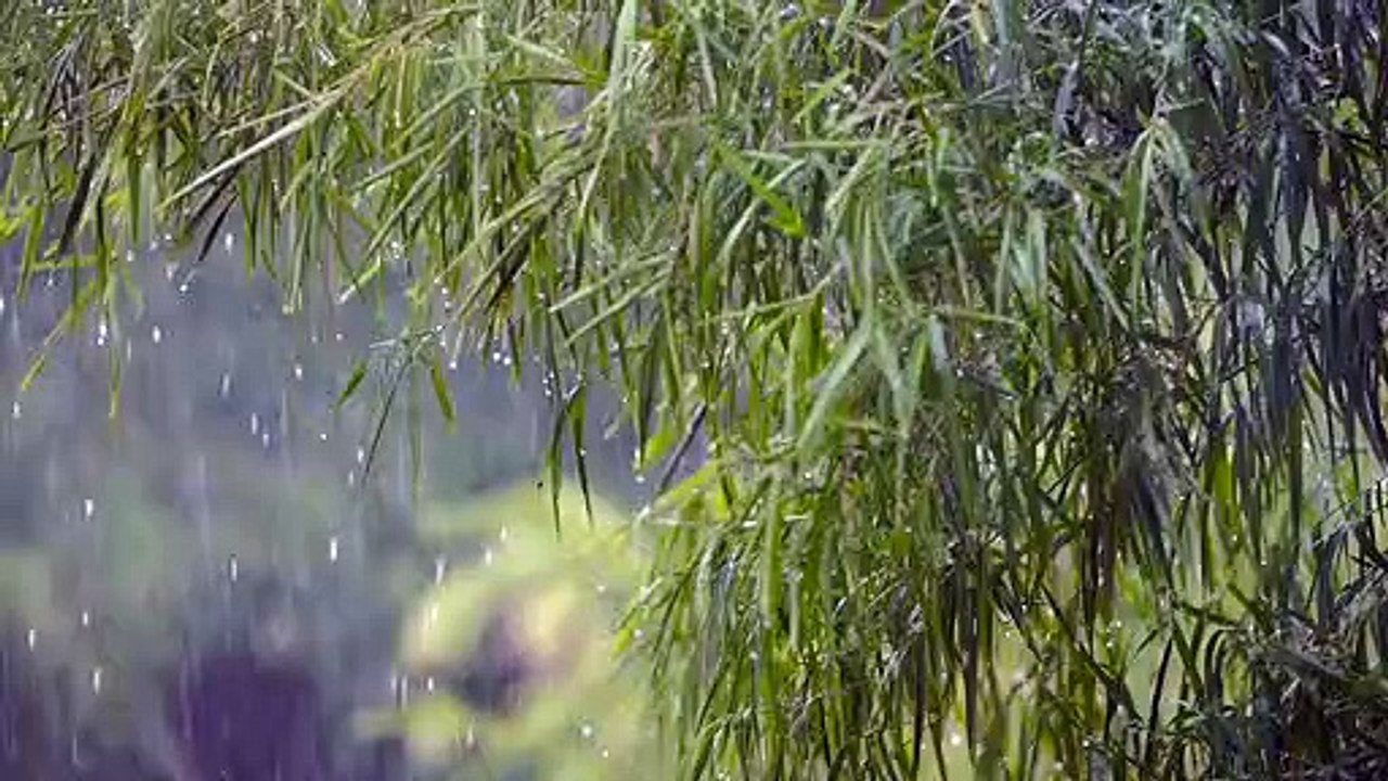 Rain