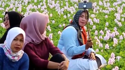 Eceng Gondok Berbunga Jadi Spot Berswafoto