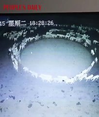 Koyunlar daire oluşturup 12 gün boyunca döndü