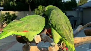 Taking Parrot New Video